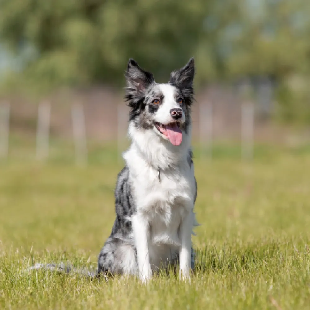 Border Collie 05.webp